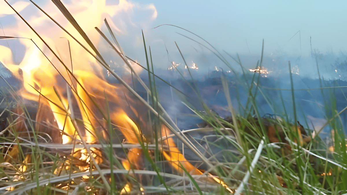 clearing forests for agriculture