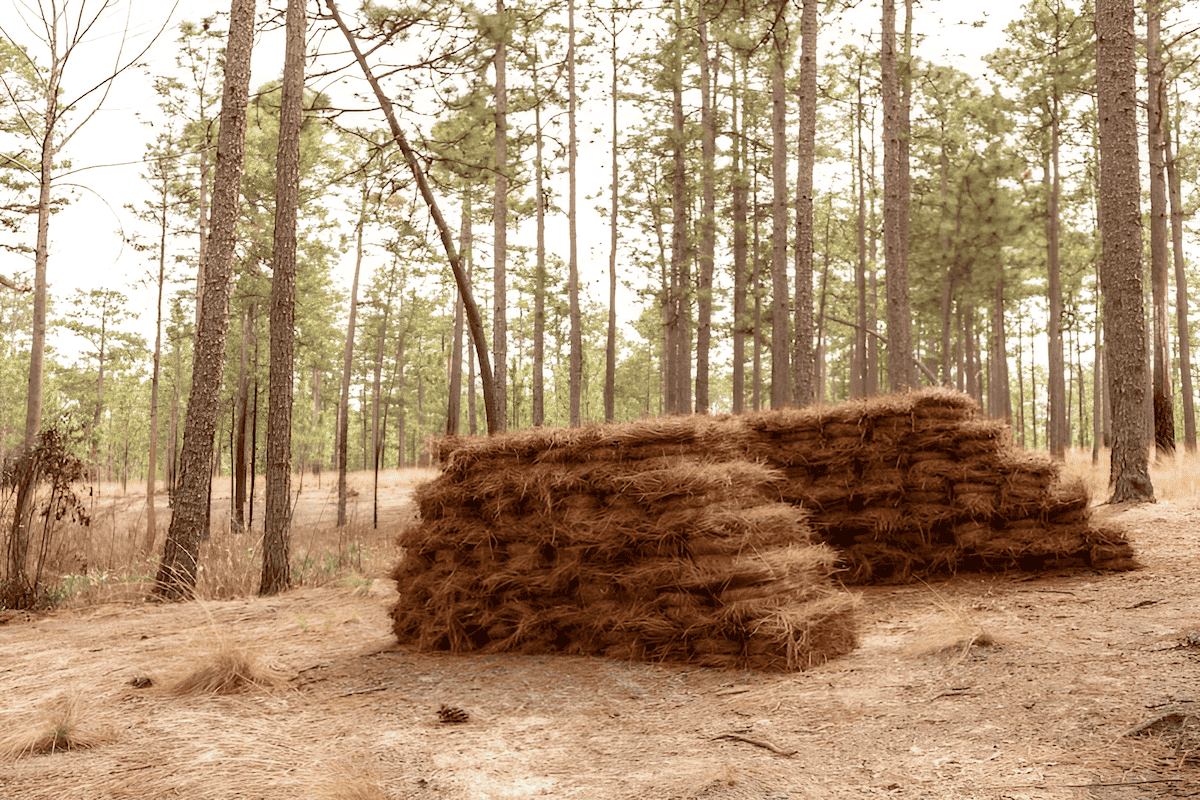 the second most popular pine straw - slash pine straw