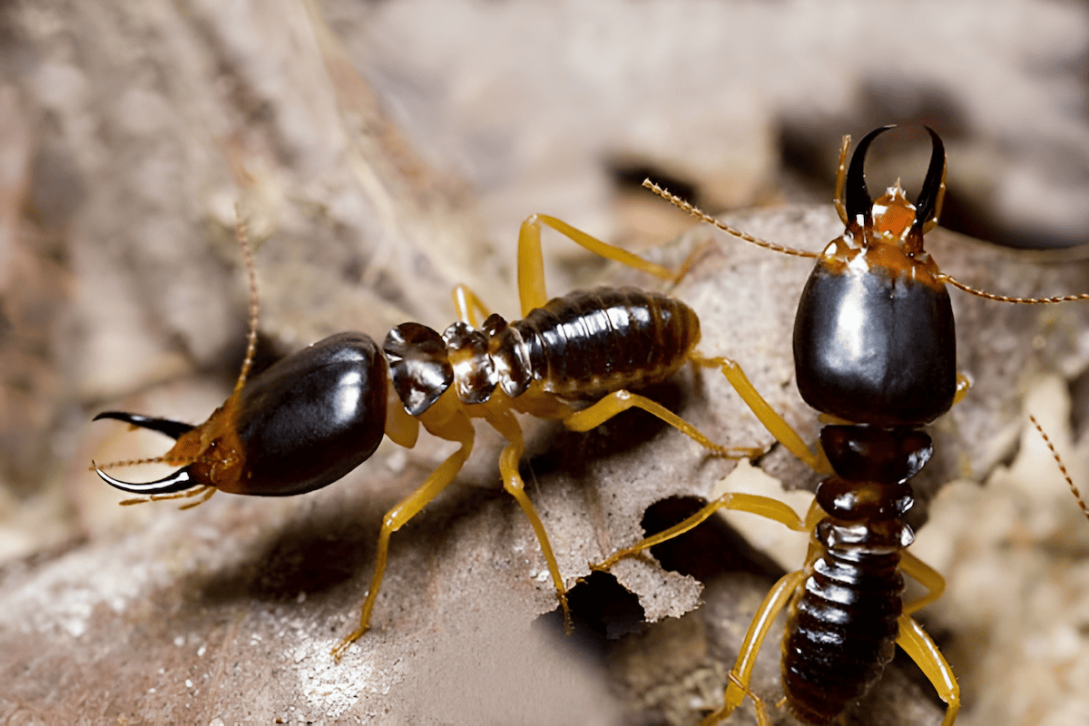 winged soldier termite