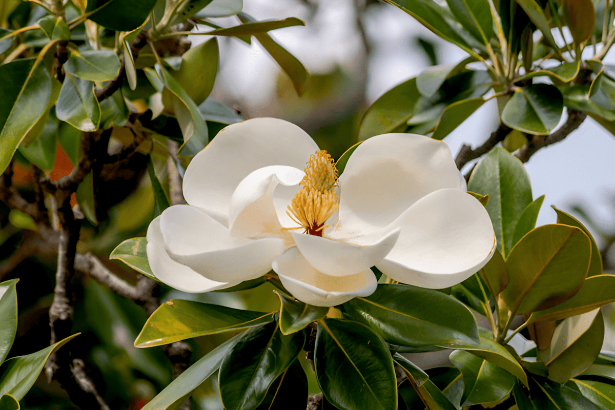 The Southern Magnolia, or Magnolia grandiflora, serves as a symbolic embodiment of the American South