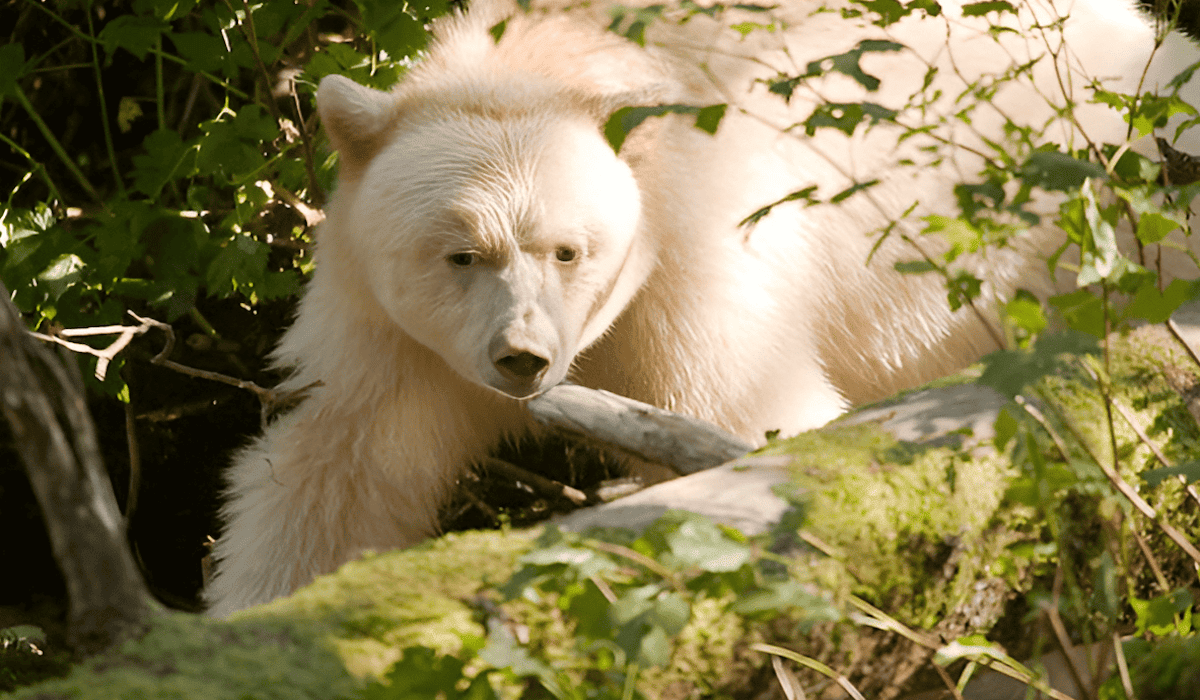 white spirit bear of the forest