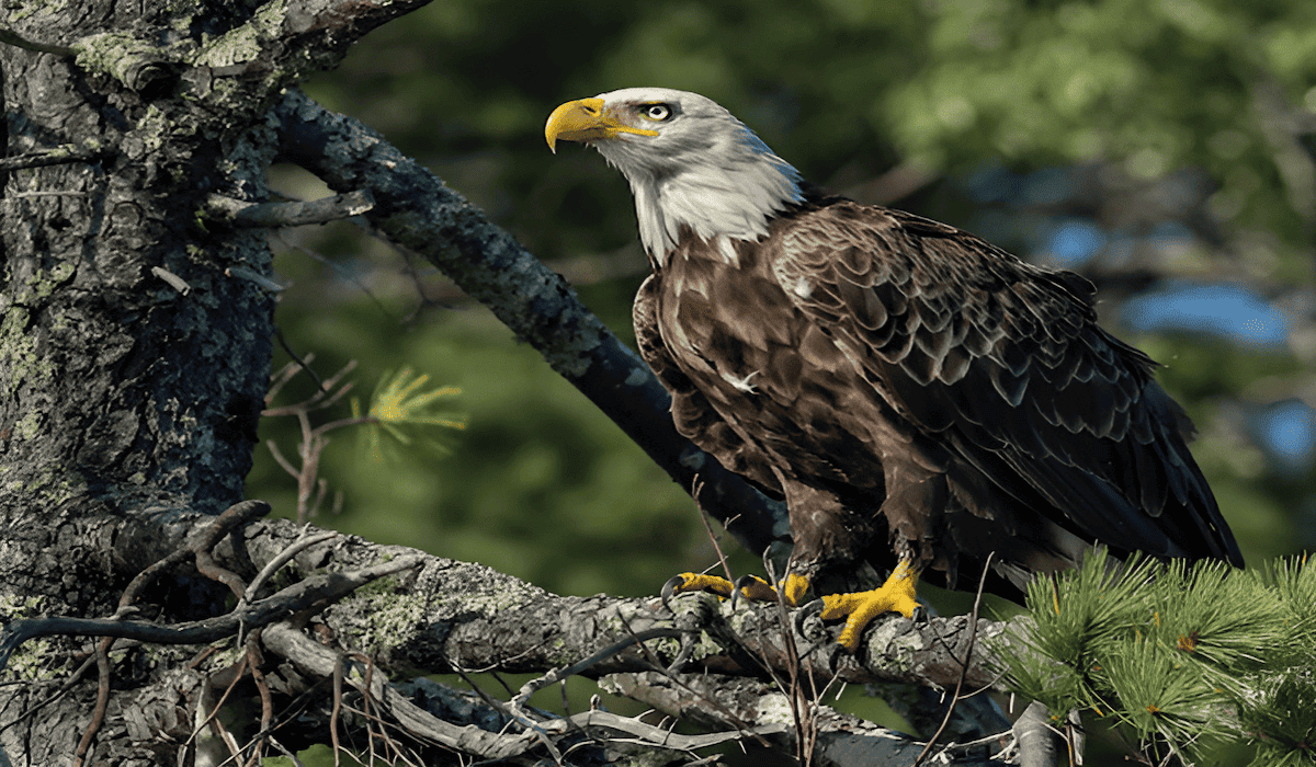 spirit of the eagle in the forest