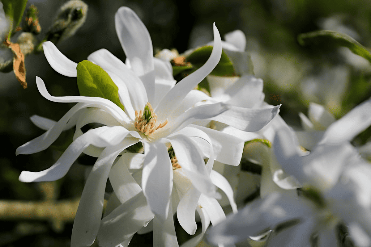 this splendid tree bursts into bloom often before its leaves have fully unfurled