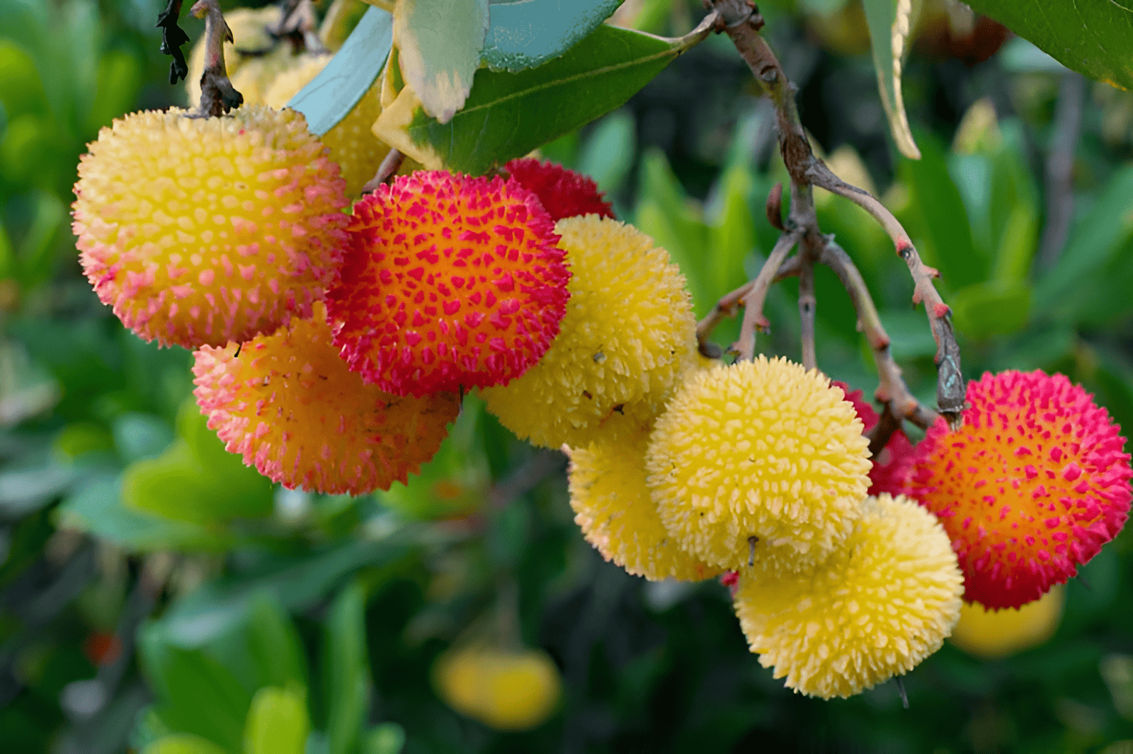 sweet, edible fruits that resemble strawberries