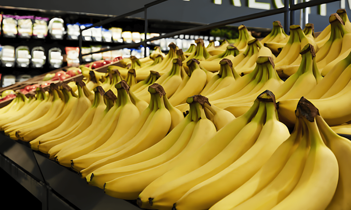 cavendish bananas are a staple food for millions of people worldwide