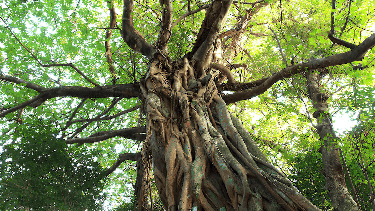 the strangler tree of costa rica