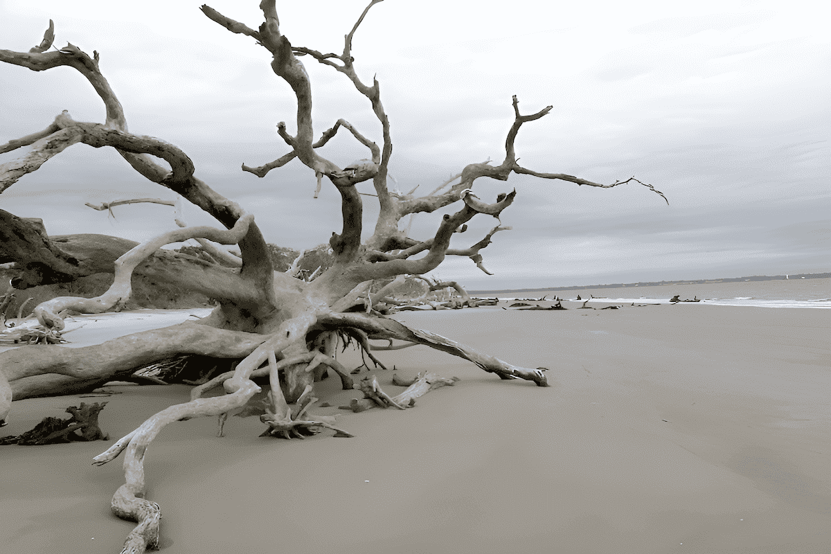 driftwood roots and tree stumps on a beach