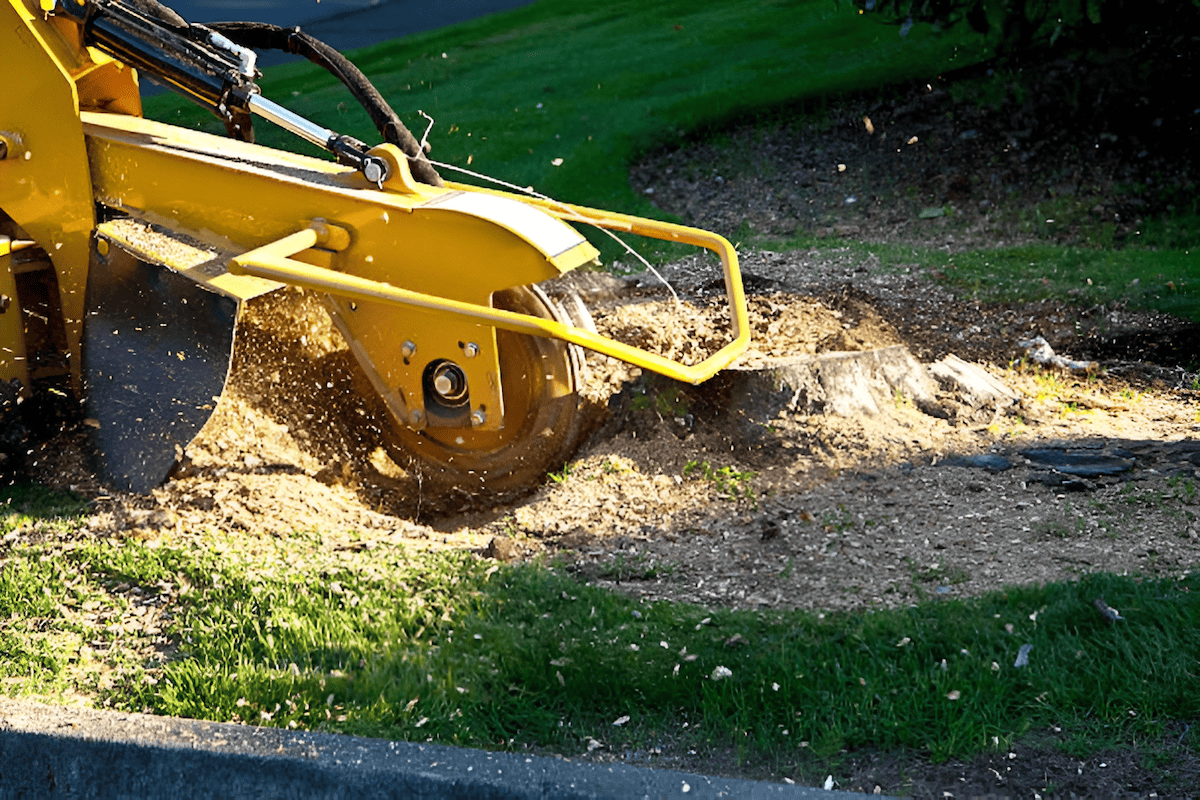 removing tree stumps with a stump grinder