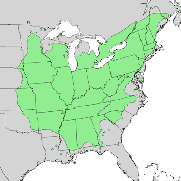 Maple Syrup and Its Geographic Location – Maple