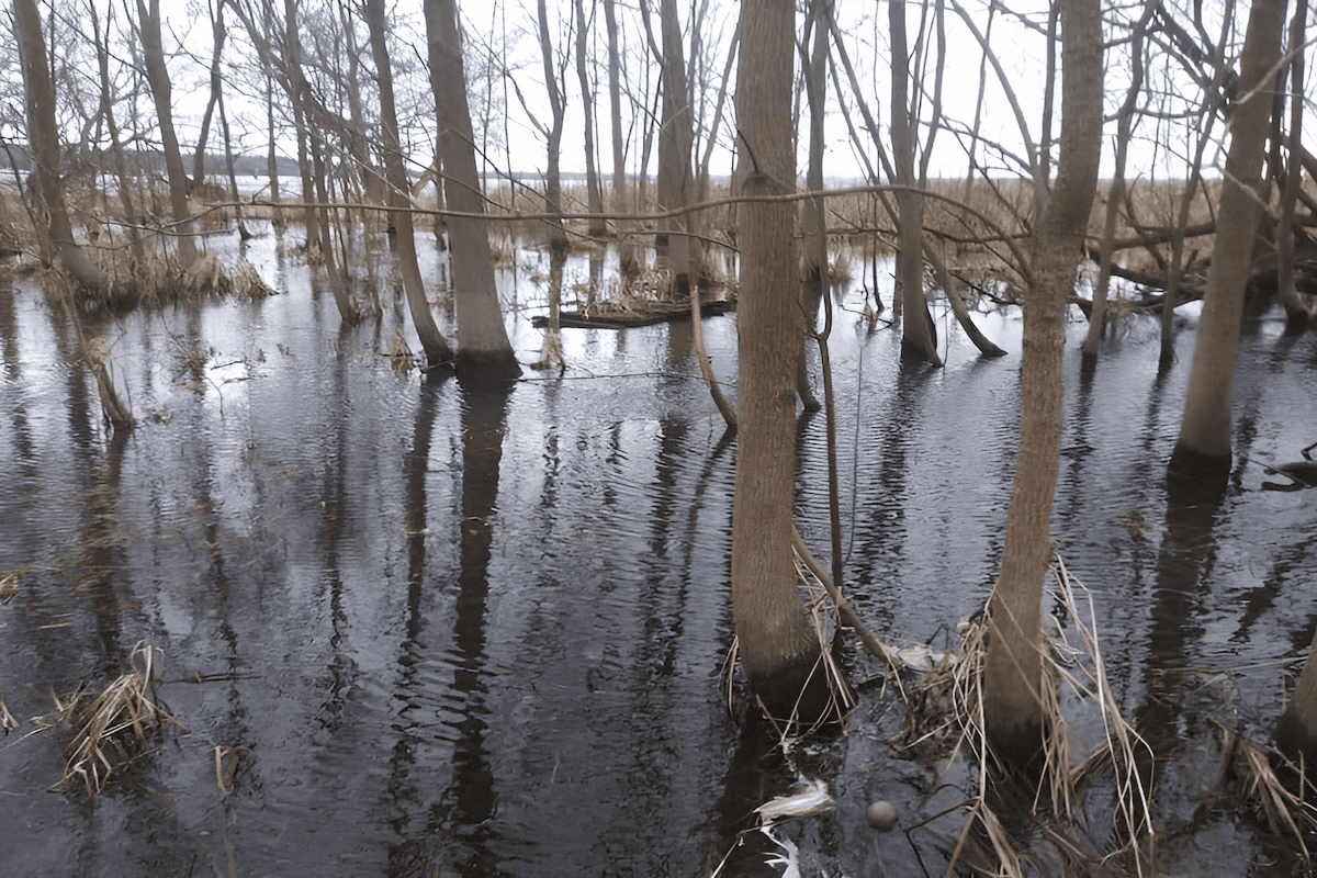 black ash growing in a Quebec swamp north of Montreal