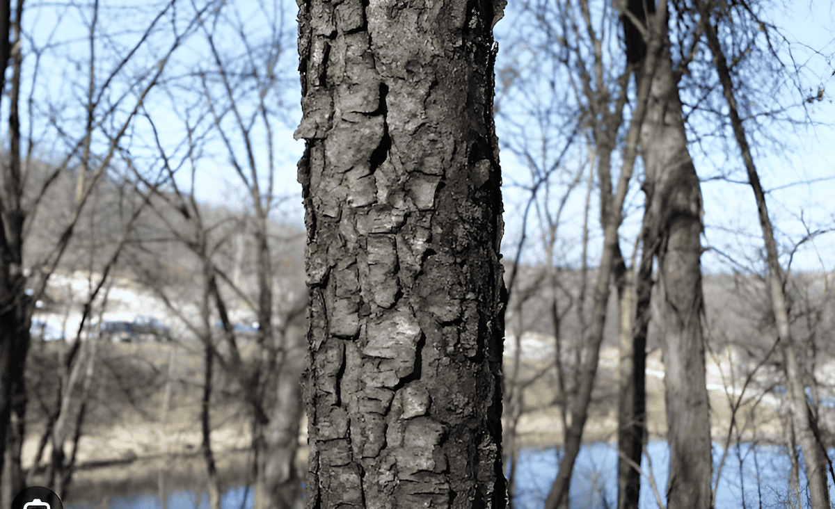 black cherry growing on earthen berms in a wetland