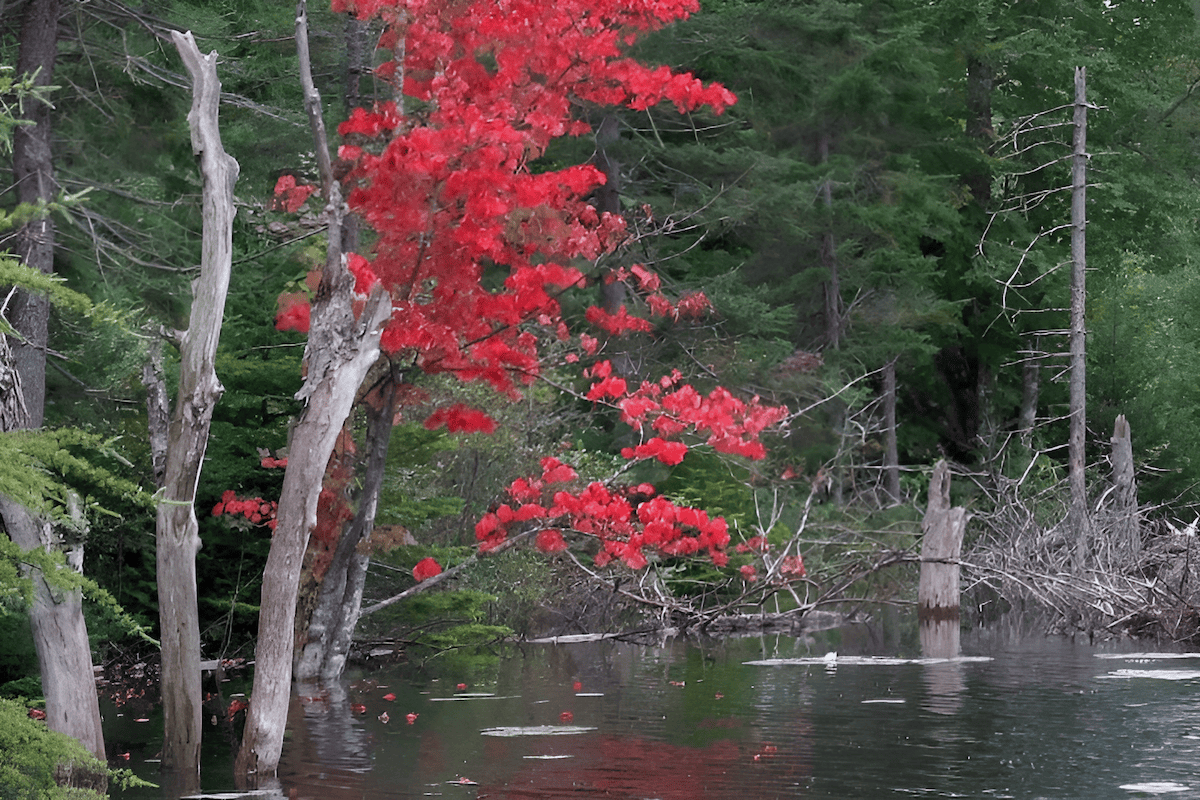 red maple growing in an Ontario wetland