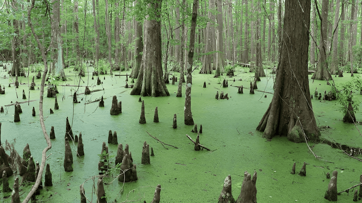 trees that grow in swamps