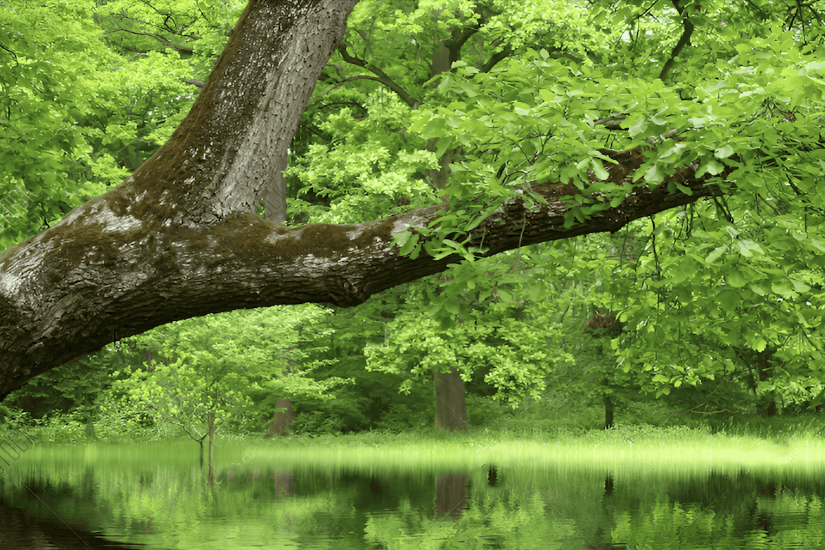 swamp white oak in an alabama swamp