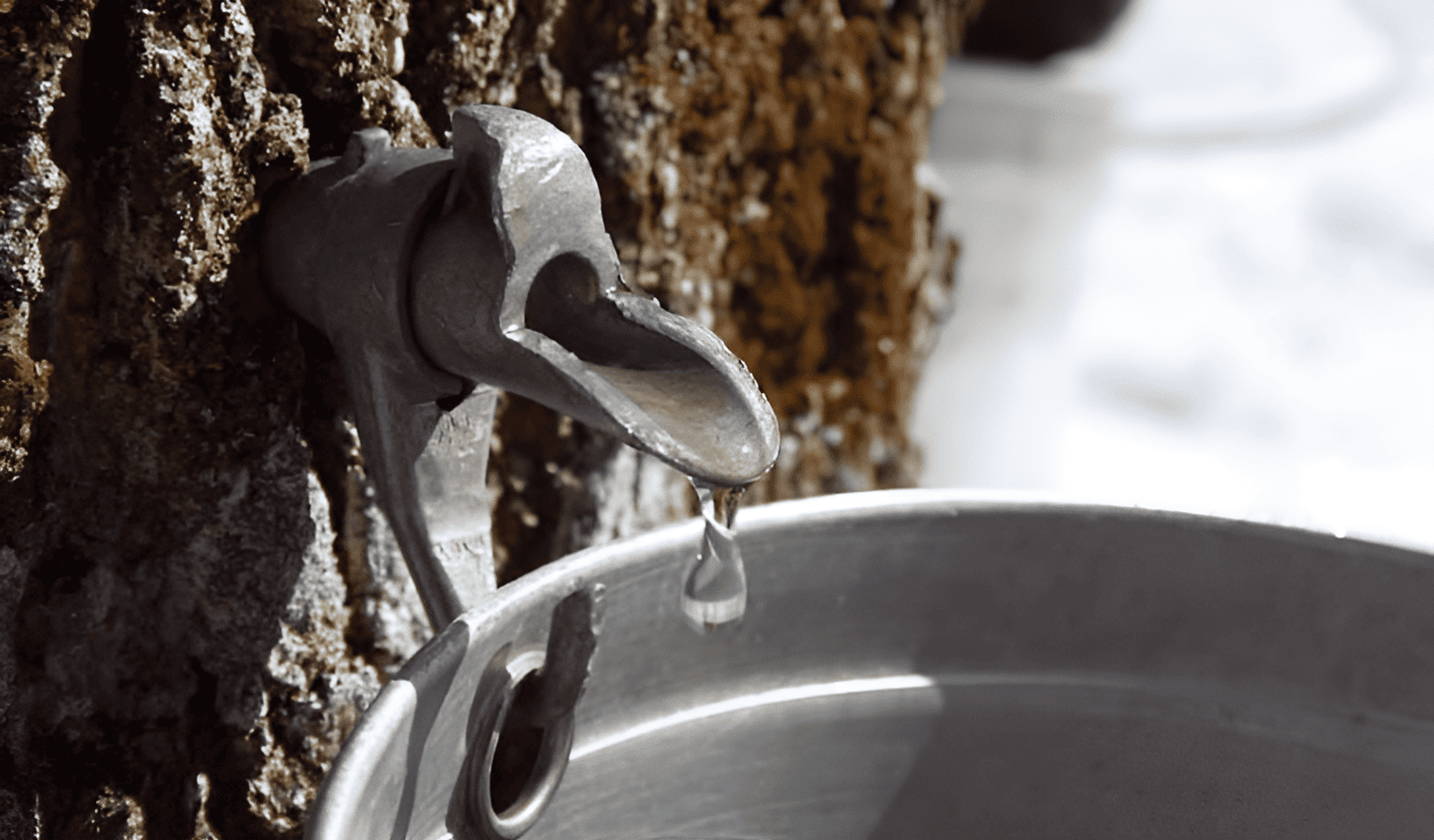 extracting from the sap of a maple tree for maple syrup