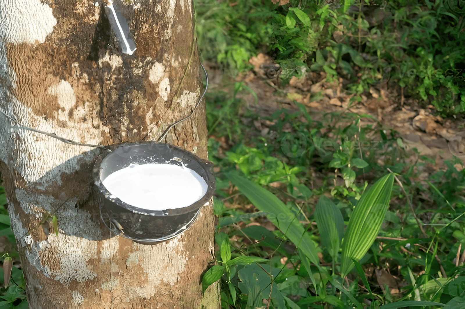 tapping rubber trees for latex