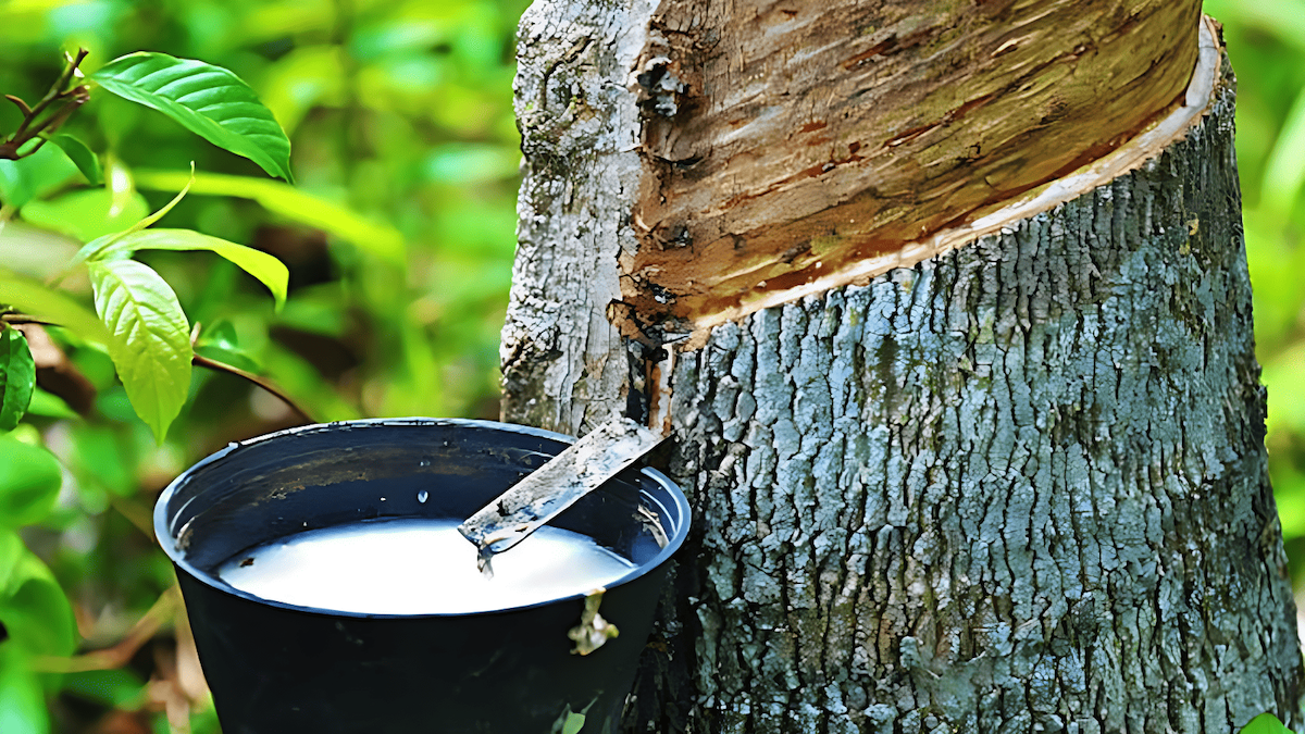 tapping a rubber tree for latex