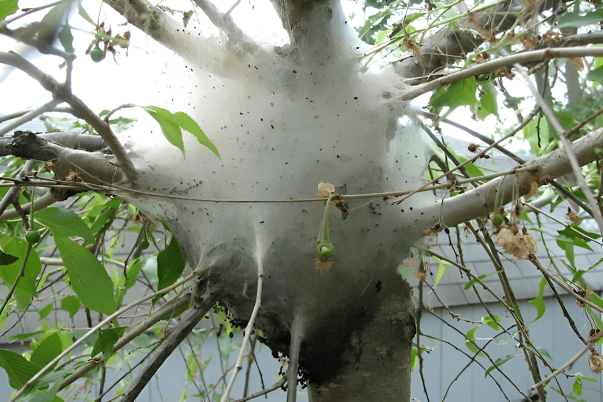 tent caterpillars in a choke cherry tree