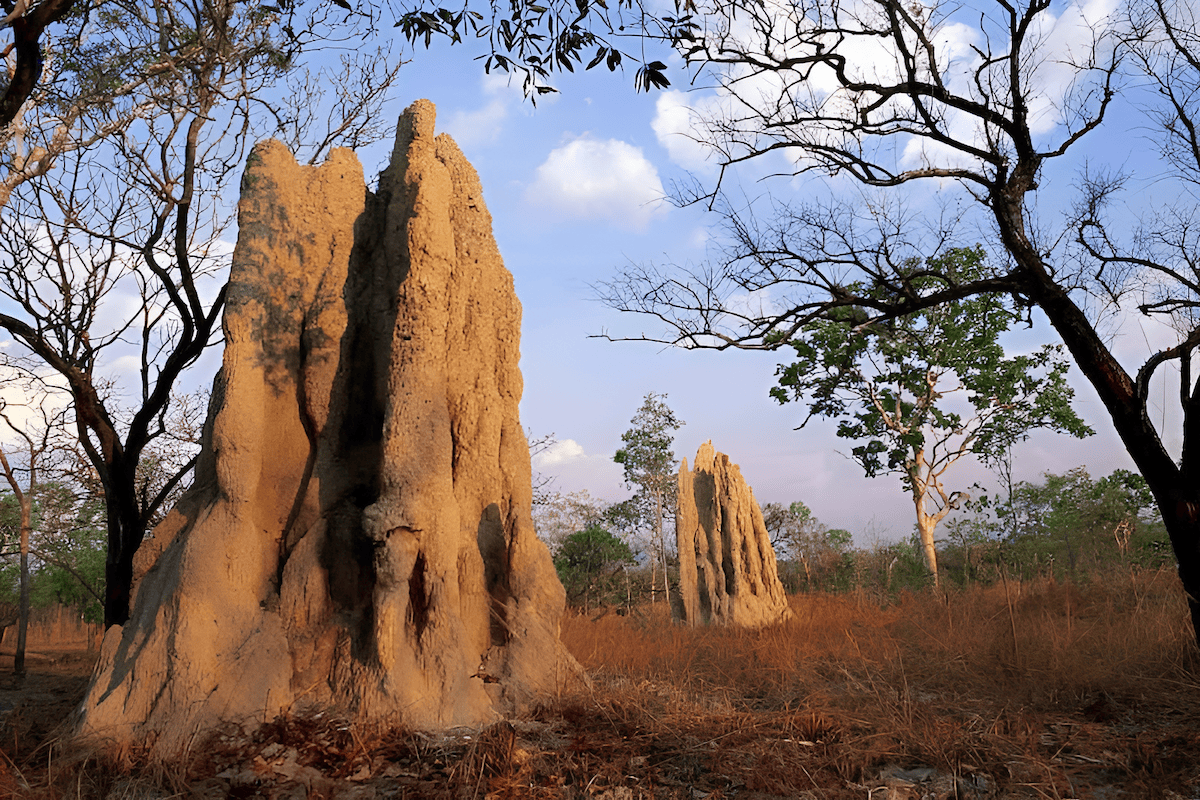 african termite mound