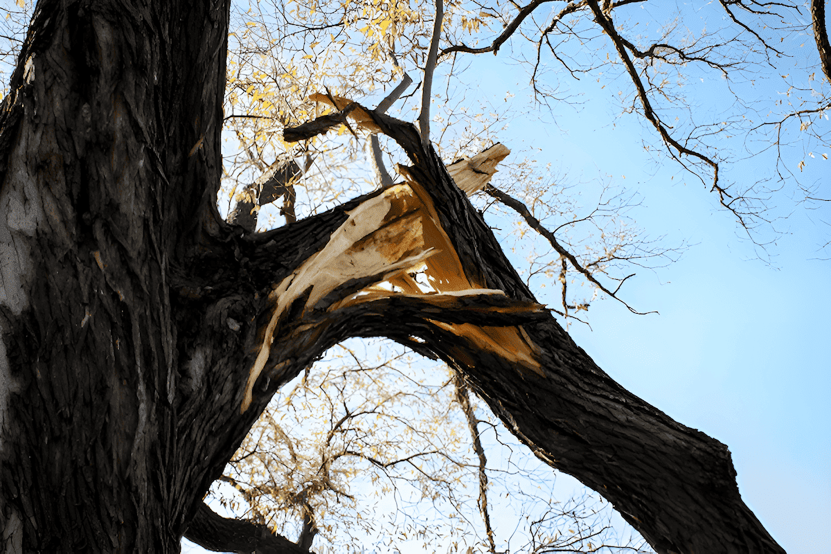 tree branch broken by a wind storm