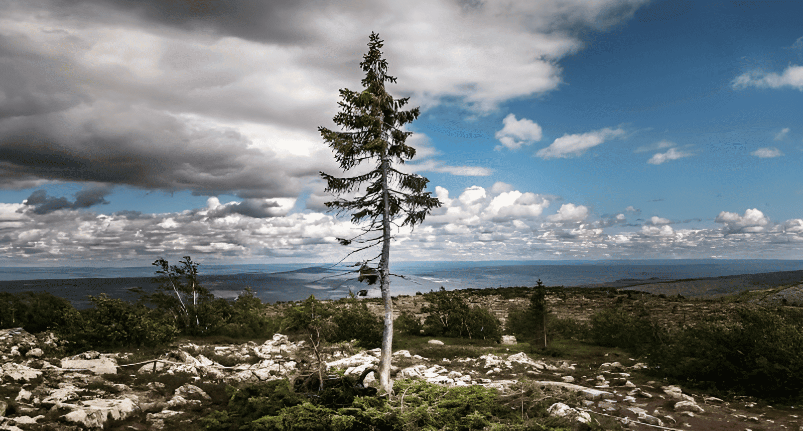 ten thousand year old tree