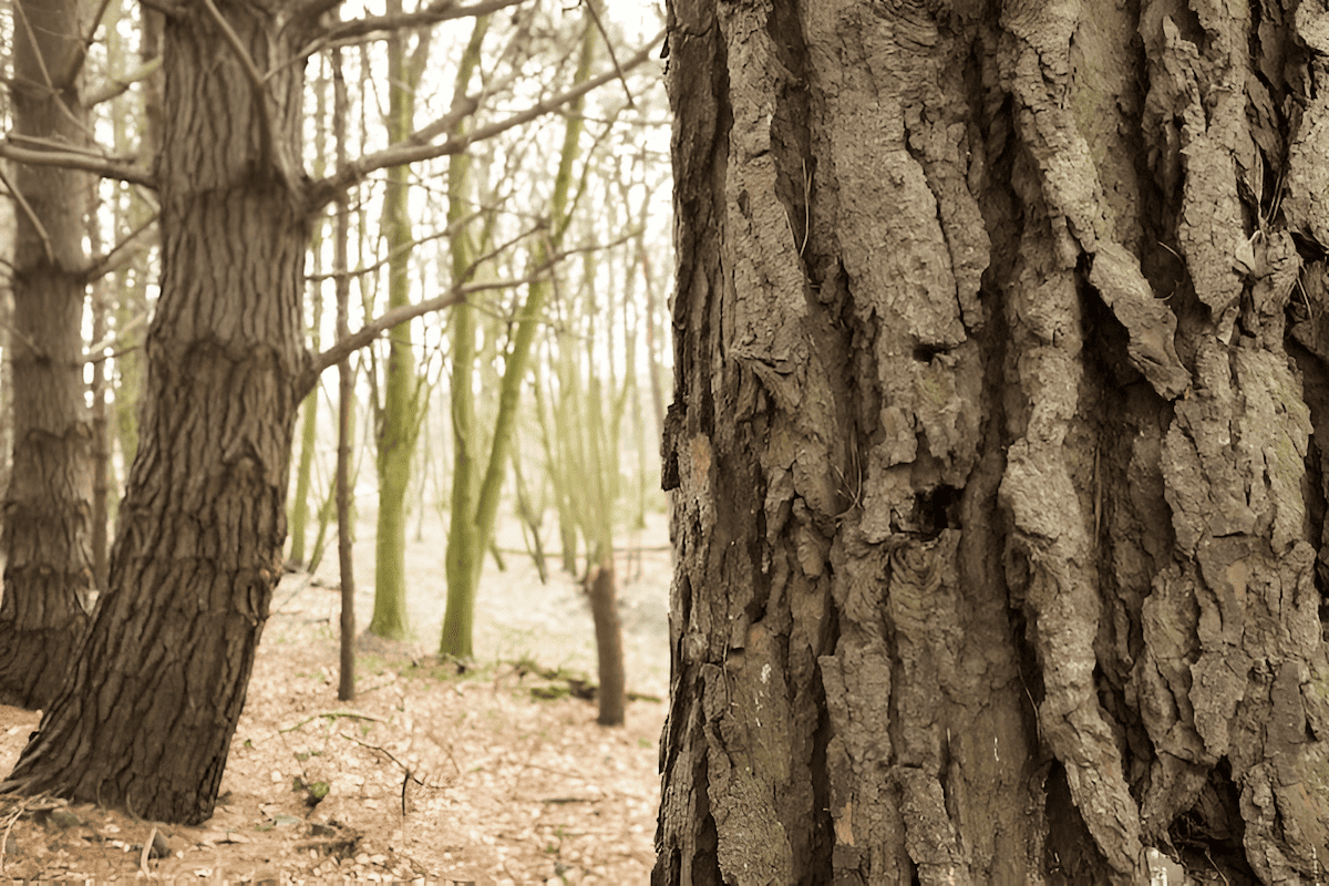 the protective skin and lifeline of a tree