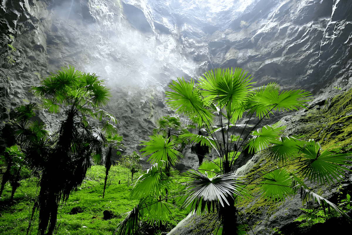 cave trees play a significant role in transforming stark caverns into thriving ecosystems