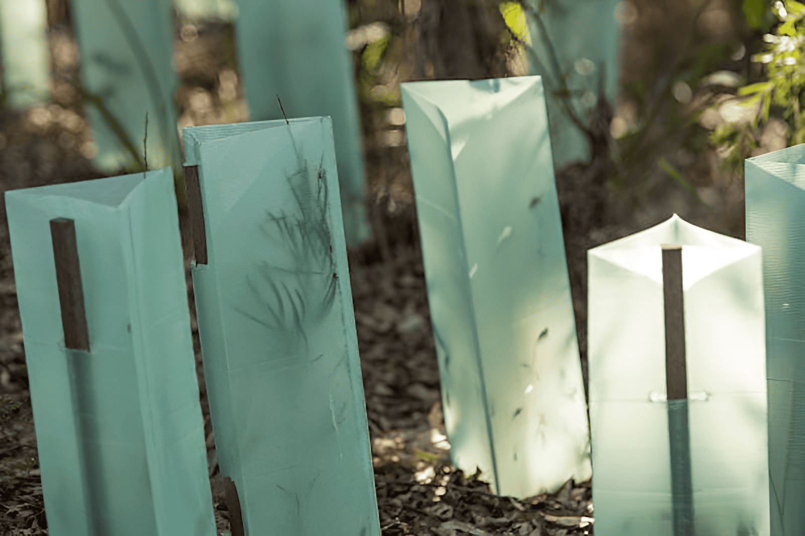 diiferent types of tree guards used to protect forests and landscape trees