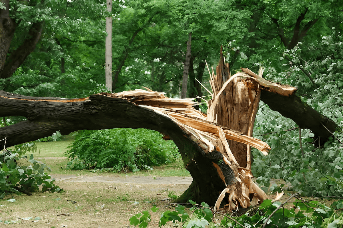 damage caused by a lightning strike