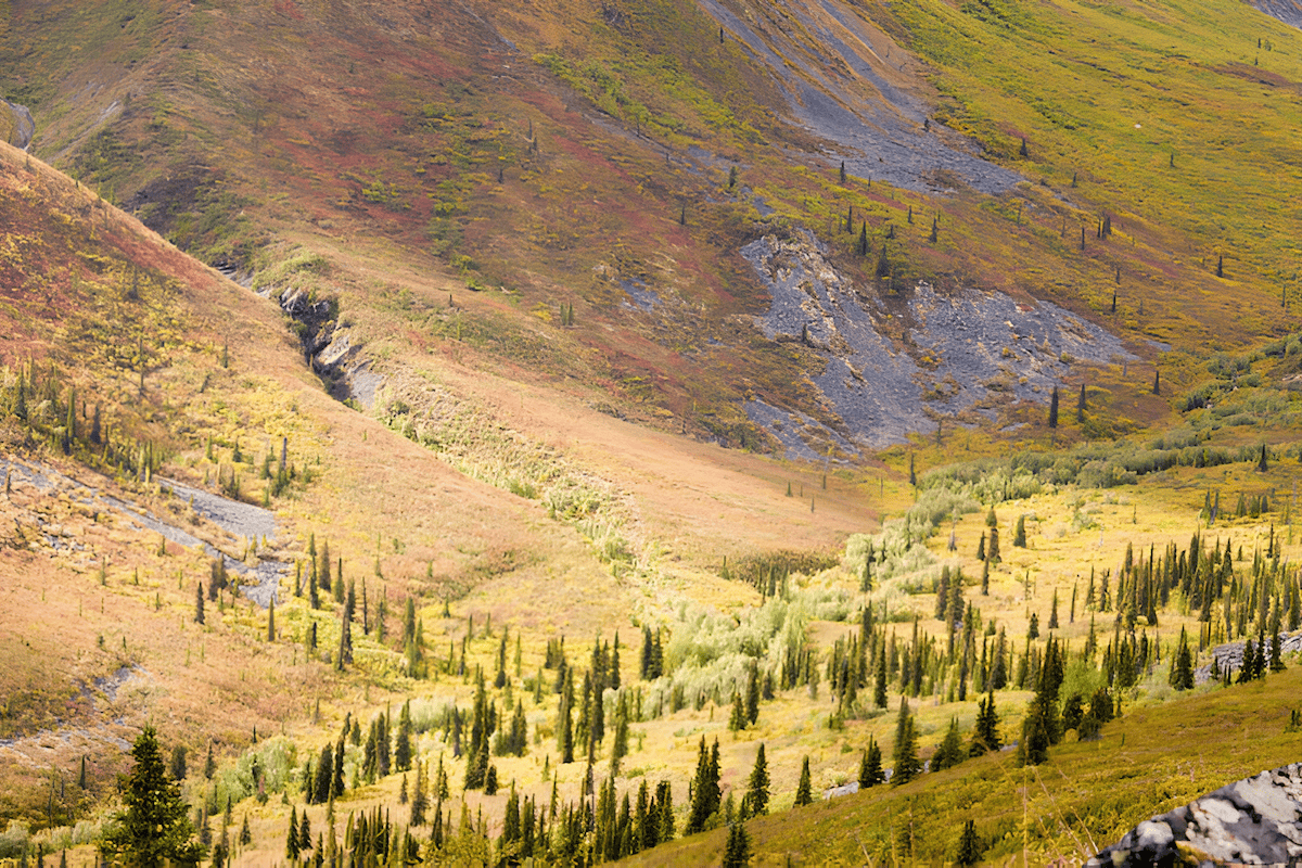 an arial photo of the arctic tree line