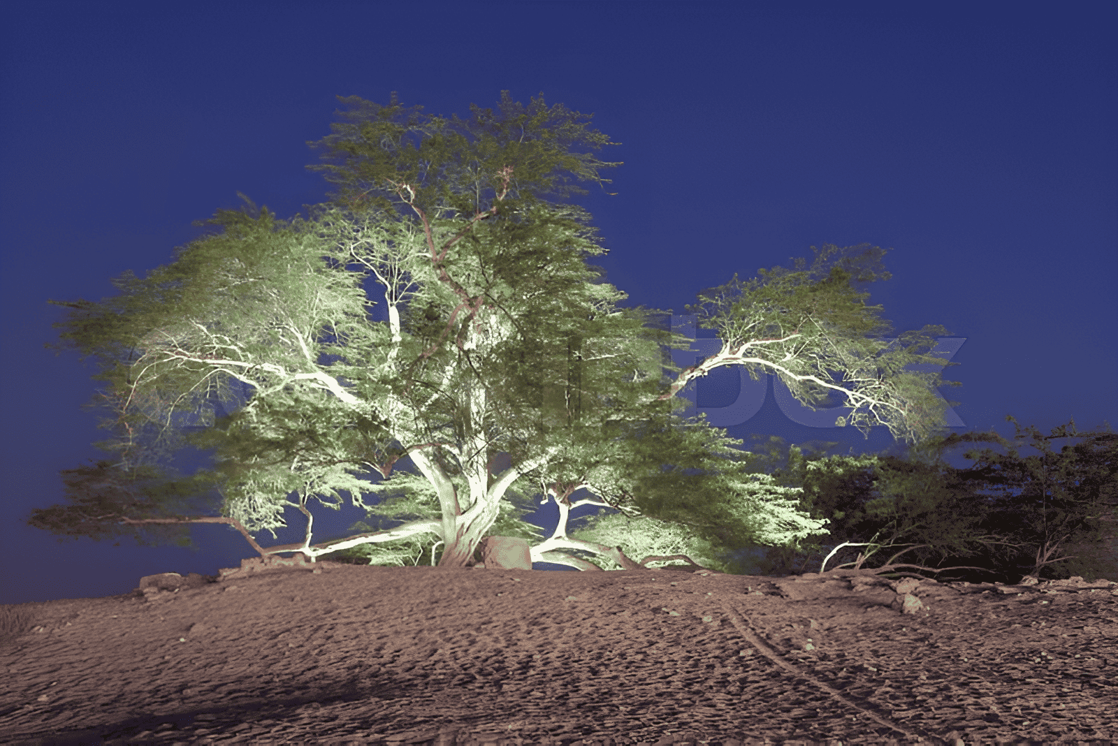 the Tree of Life thrives in the desert's harsh environment