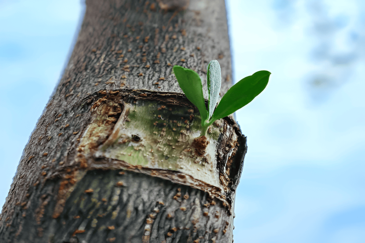 adding new varieties to existing trees