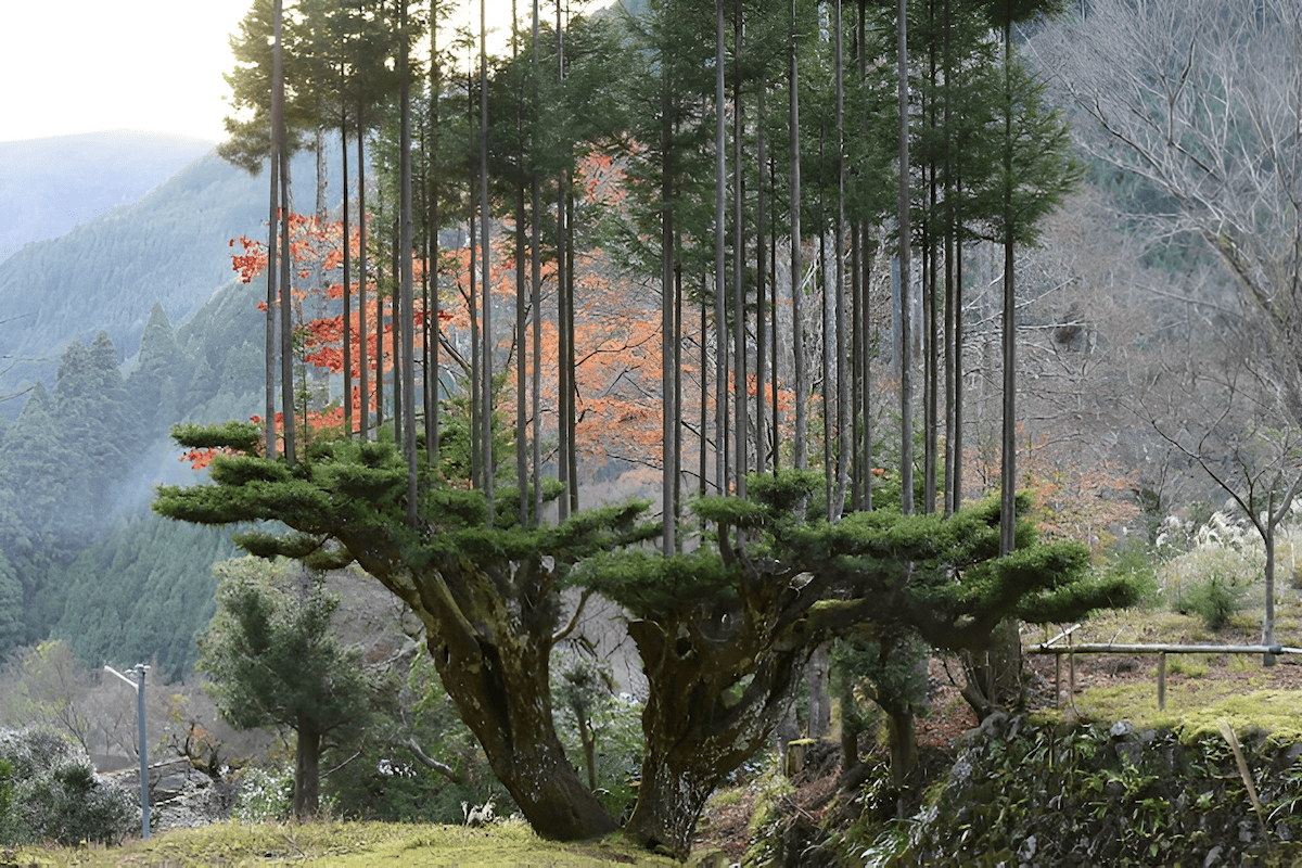 methods of mastering the art of tree propagation