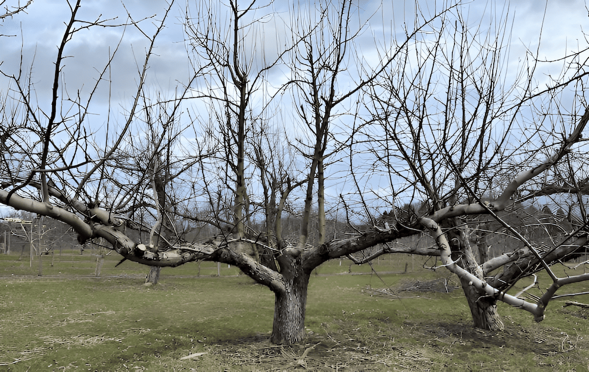 orchard fruit tree before pruning