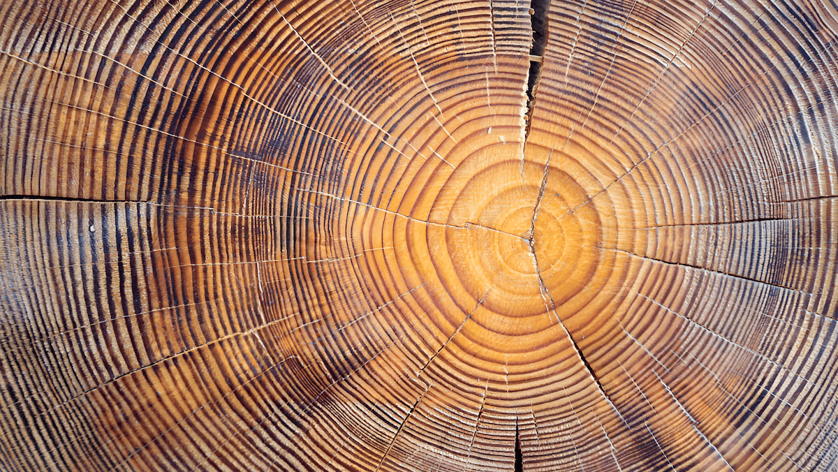 rings of a tree