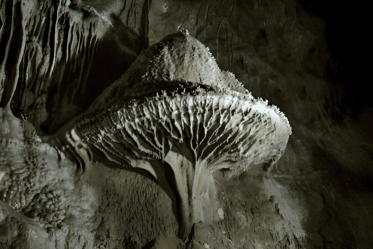 fungi colonizing the roots of cave trees to extend their reach into the cave floor