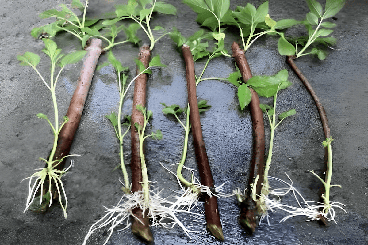 growing new trees from cuttings is a tried and true method of tree propagation