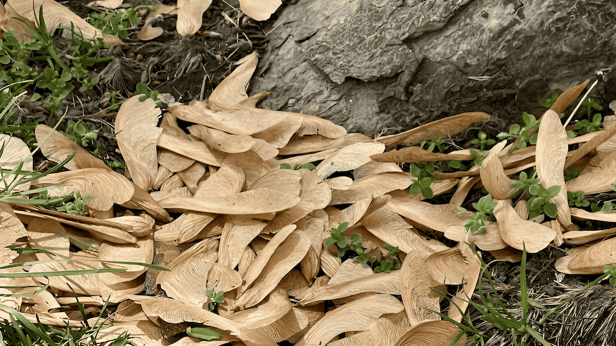 white ash tree seeds