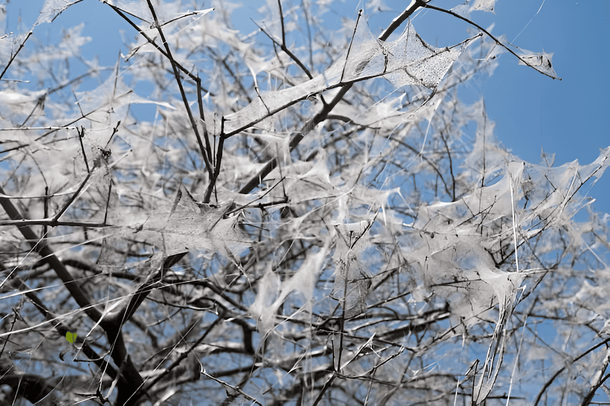 leaf stripped tent caterpillar tree