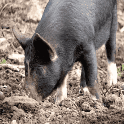 pig digging for truffles