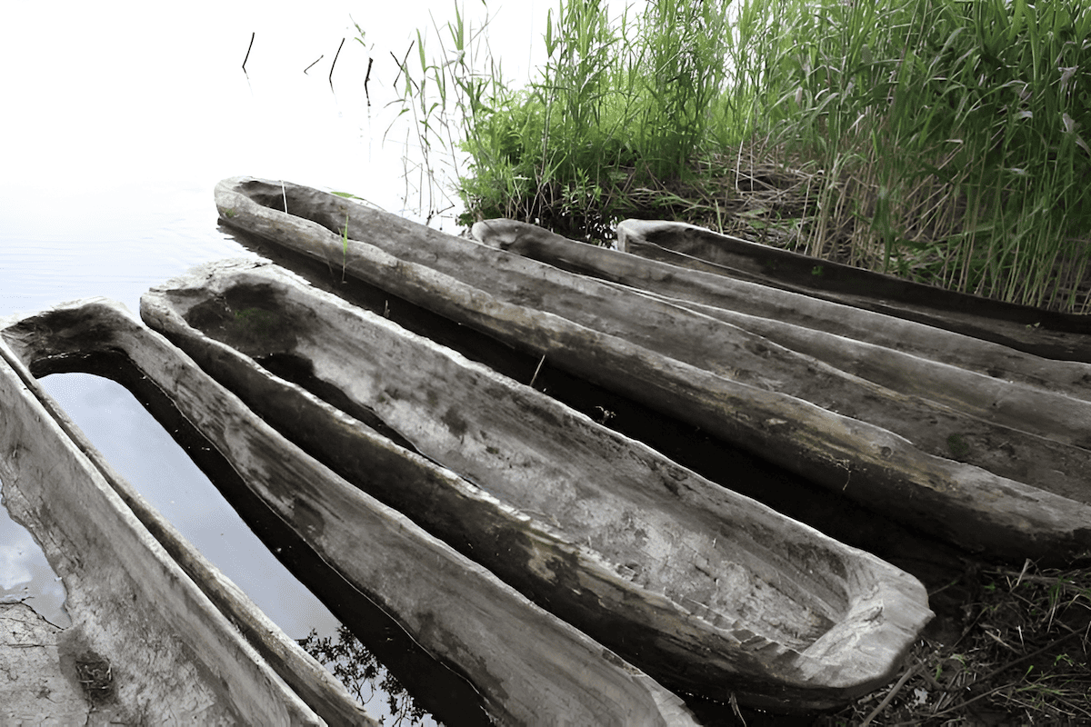 the wood from these trees was used to make dugout canoes