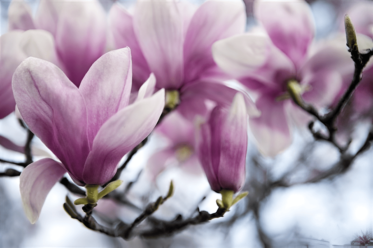 each leaf has a unique, four-lobed shape, resembling a tulip flower