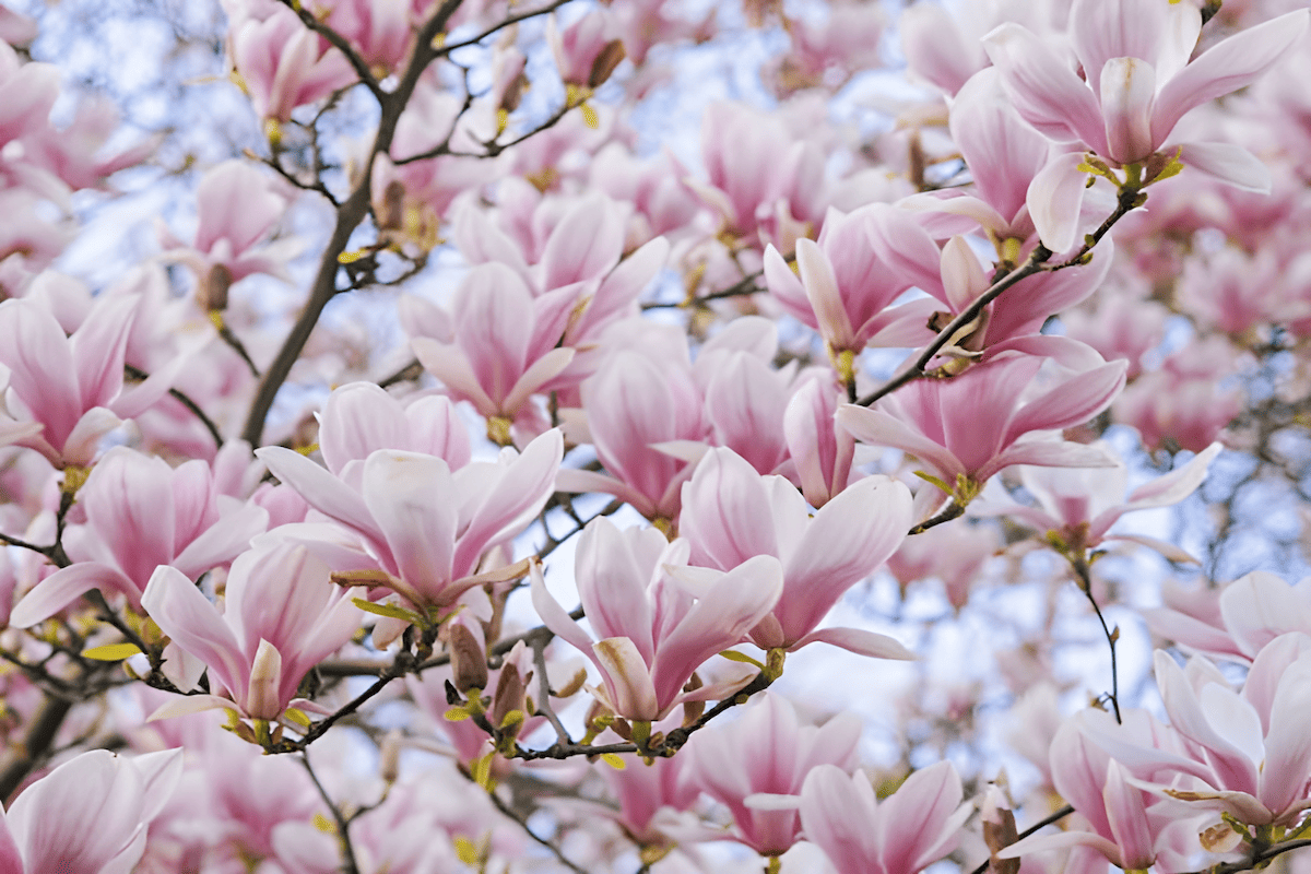 large leaves and tulip-shaped, white, yellow or purple flowers that bloom in spring