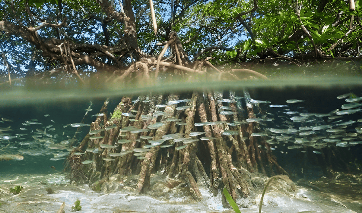 the myriad of life that thrives in water under a mangrove