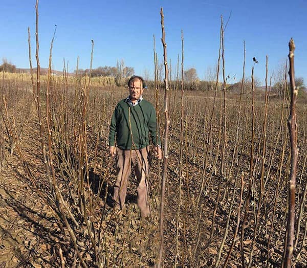 Cultivating Black Walnut Trees: A Complete Guide