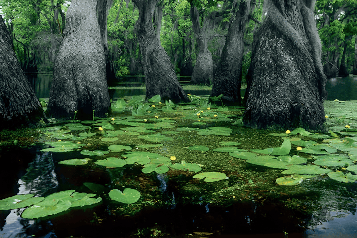 water tupelo trees grove in Louisiana swamp