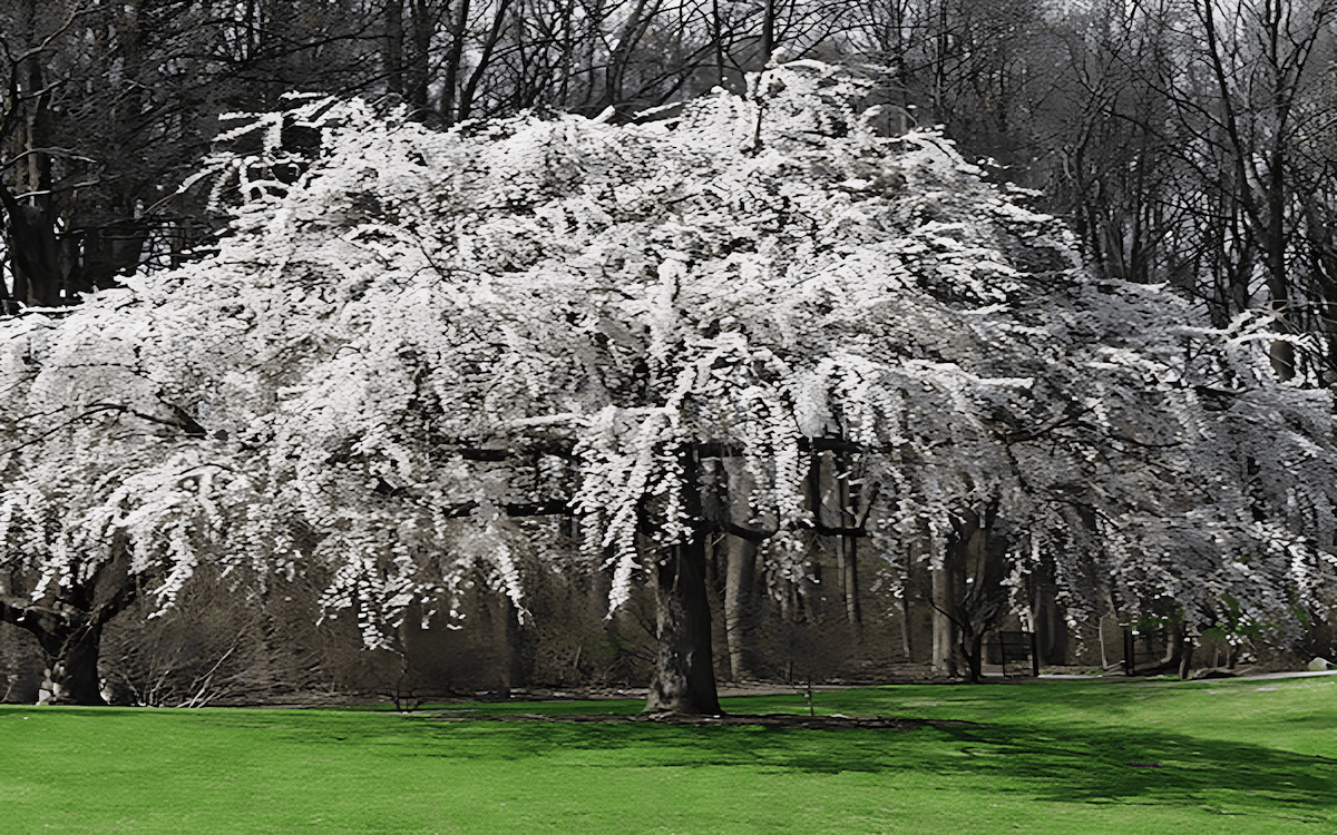 the branches of these trees arch and drape down, giving them a weeping appearance