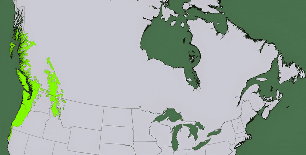 north american growing zone map for western red cedar