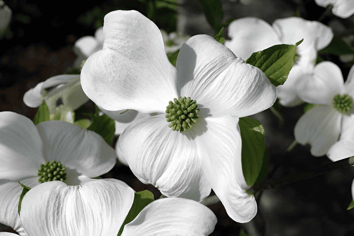 ornamental dogwood trees