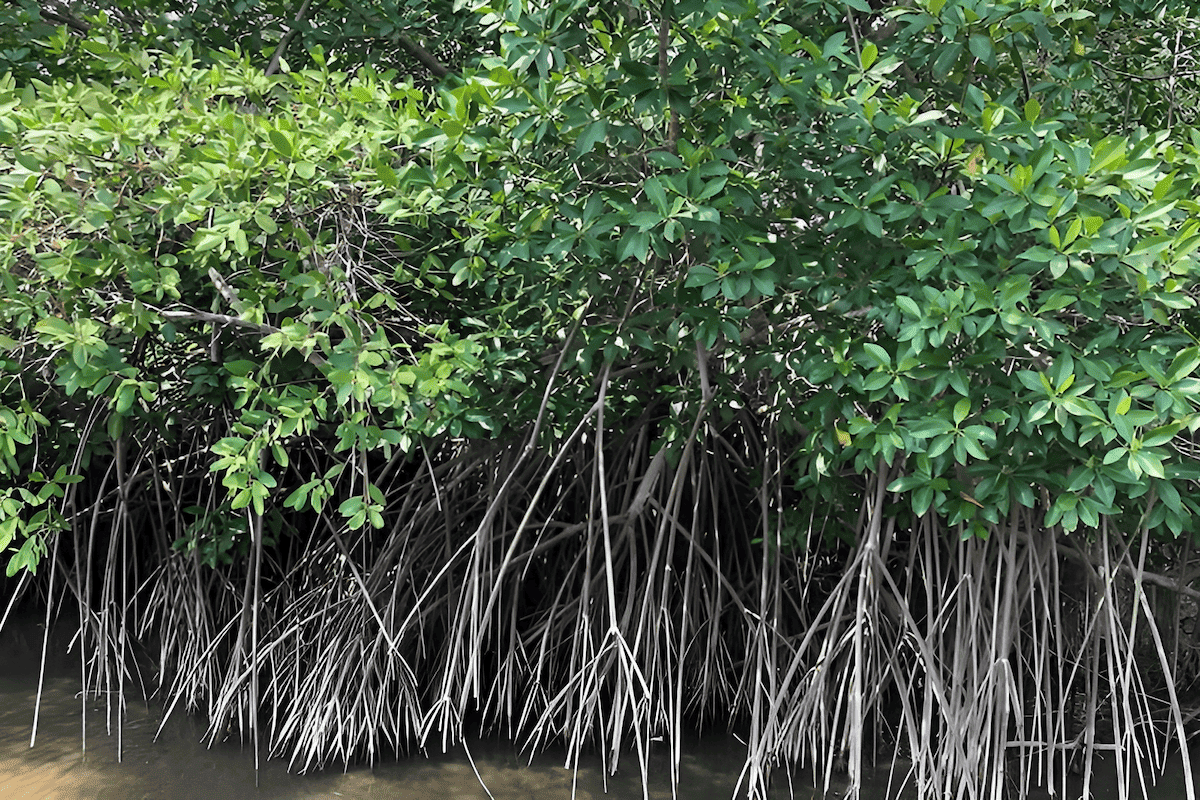 tropical white mangroves